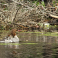 Common Merganser Piggy Back Ride