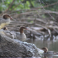 Young  Common Merganser Ducks