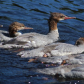 Young Merganser Ducks