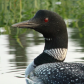 Loon Closeup