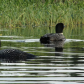 A Pair of Loons