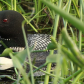 Loon Closeup 2