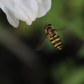 Hoverfly 