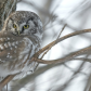 Boreal Owl