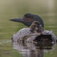 Common Loon family