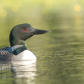 Common Loon