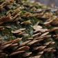 Fungi on a log 