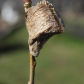 Mantis Egg Sac