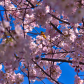 Yellow bird in the cherry blossom tree 