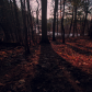Fall sunset in the forest 