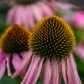 Downtown Echinacea 