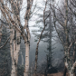 Early morning fog on the Skyline Trail 