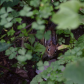 Chipmunk in the clovers