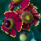 Helenium Red Shades close up