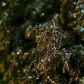 Evergreen and Ice
