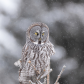 Great Gray Owl in Snow