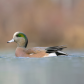 Wigeon