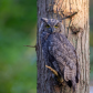 Owl at Dusk