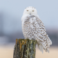 Snowy Owl