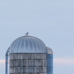 Snowy Owl on Grain Silo