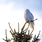 Snowy Owl