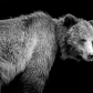 Glance from a grizzly
