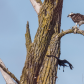 Osprey Protecting Fish In Tree