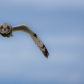 Coming In For Landing