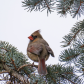 Northern Cardinal