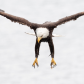 Outstretched talons
