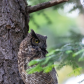 Lookout