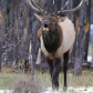 The bearded bugling elk