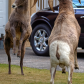 Urban Ram fight