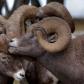 Huddle Up!