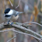 Black-capped Chickadee