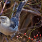 Northern Mockingbird