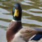 What's up Duck?