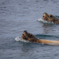 Shore Patrol