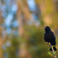 Evening Song
