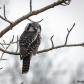 Northern Hawk Owl 