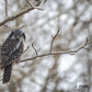 Northern Hawk Owl 