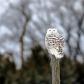 Snowy Owl On Fence Post