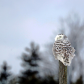 Snowy Owl Sideways Glance