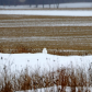 Snowy Owl Well Camouflaged