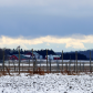 Winter Rural Scene With Roosting Snowy Owl