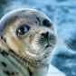 Harbour Seal