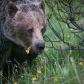Grizzly enjoying a roadside treat