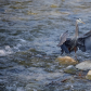 Wading Through the Water