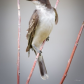 Eastern Kingbird 