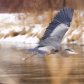 In Flight